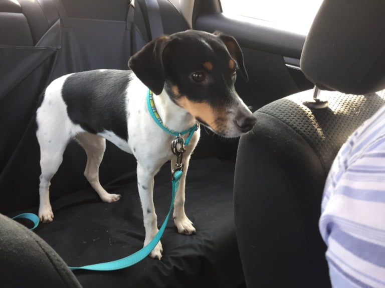 Hi everyone, meet Liara!