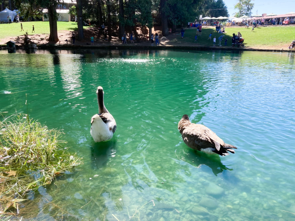 Ducks swimming in fishing pond at Apple Hill