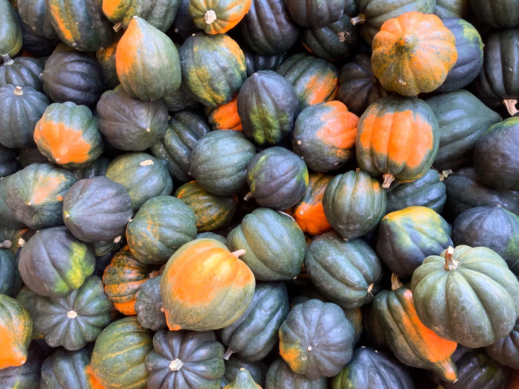 acorn squash