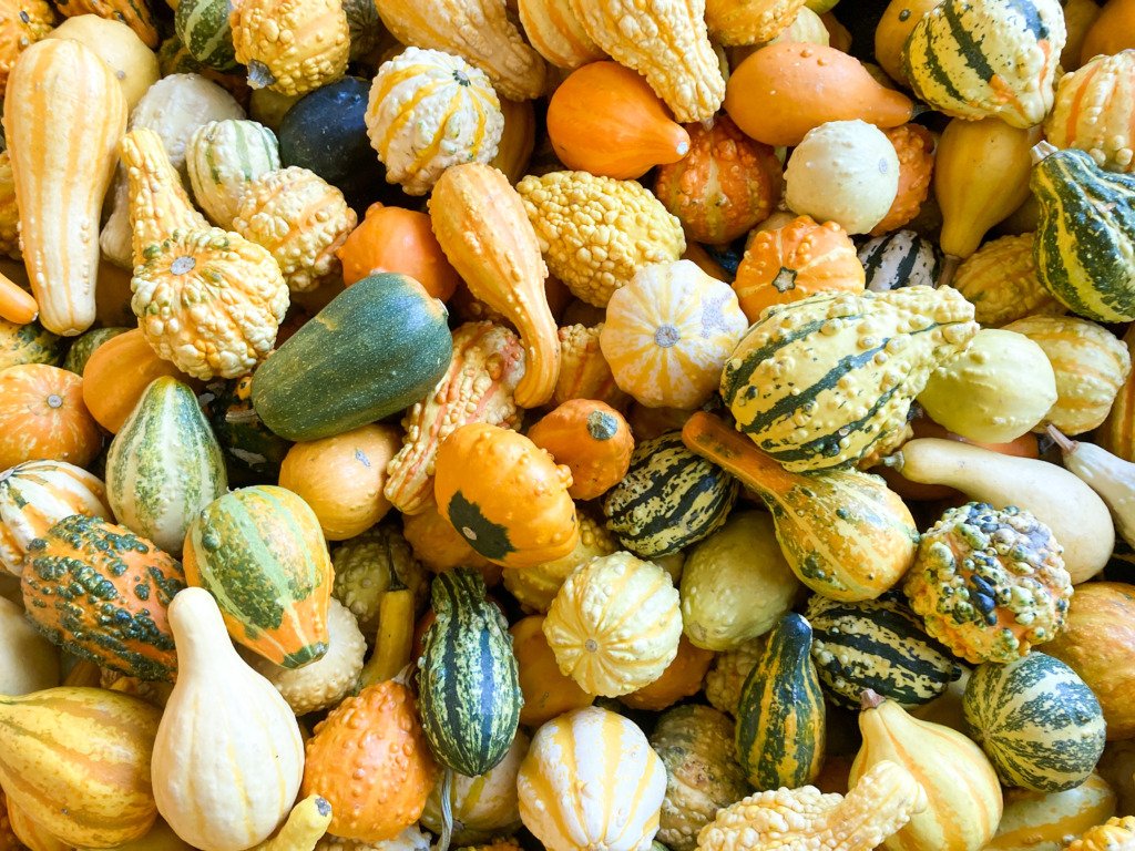 gourds