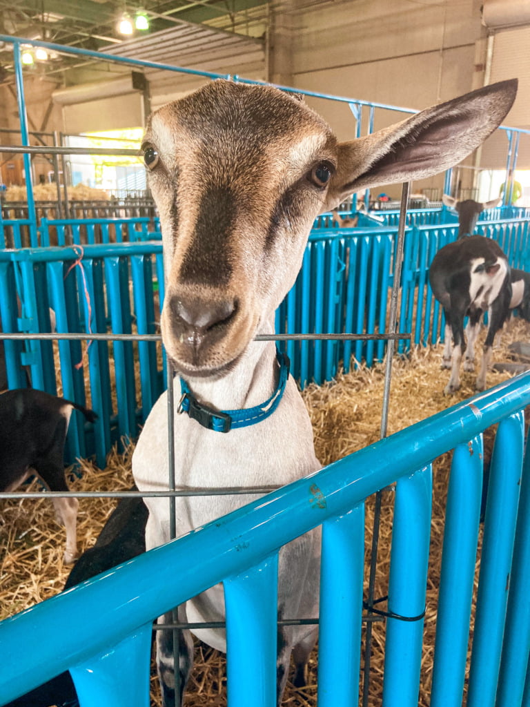 Goat in the barn at California State Fair 2022