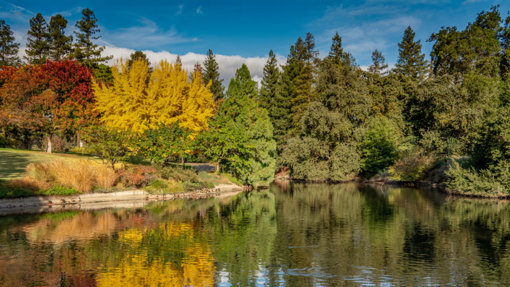 UC Davis Arboretum in the fall.