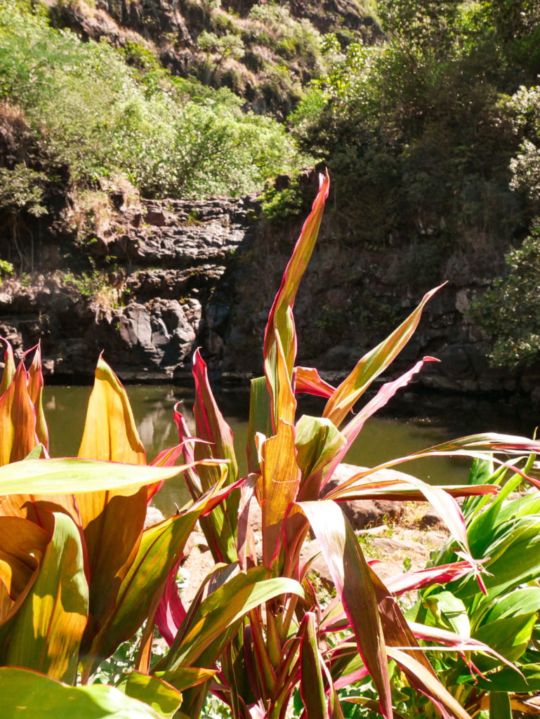 Waimea Falls in North Shore, Hawaii, without the waterfalls due to the drought