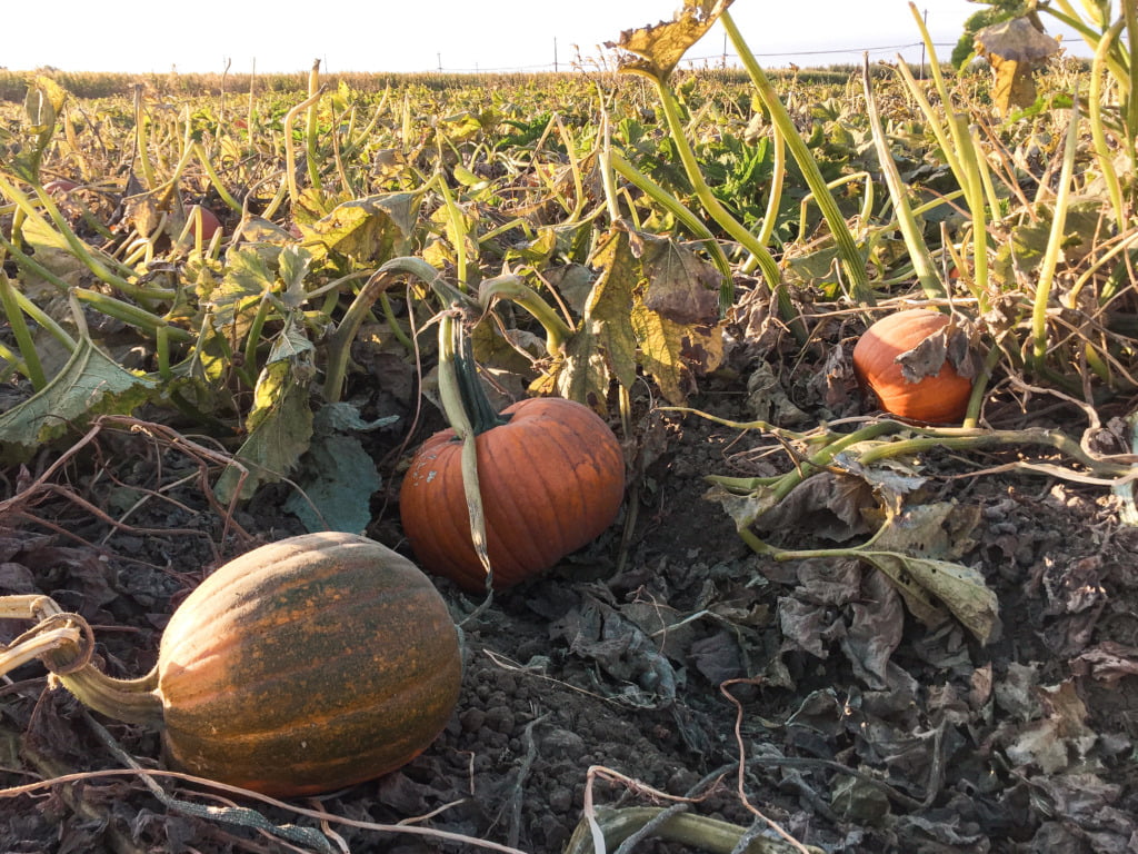 Pumpkin patch in Cool Patch Pumpkins in Dixon, CA