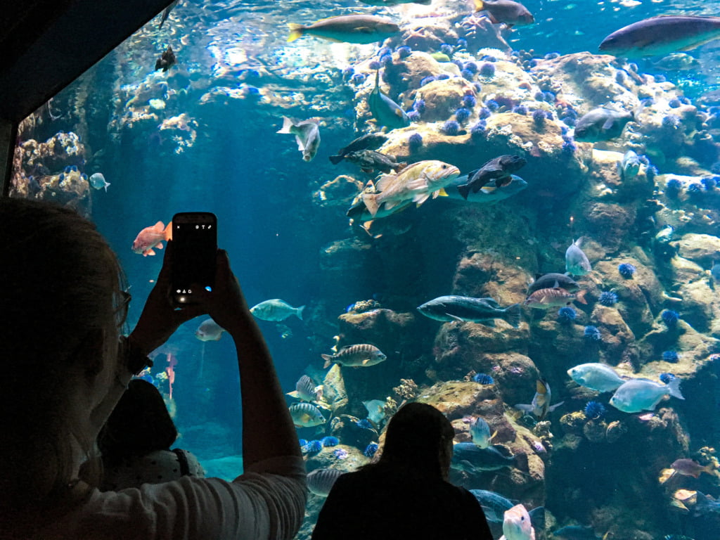 fish at California Academy of Sciences in San Francisco, which is also an aquarium
