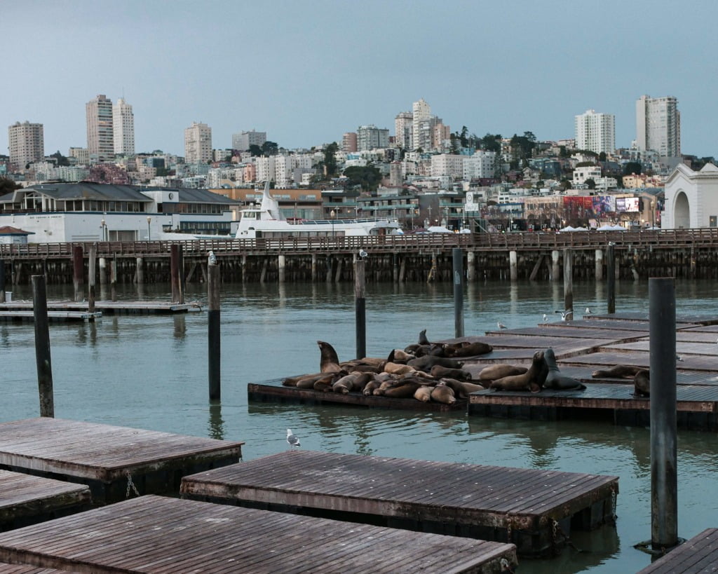 K-dock of sea lions at Pier 39 in San Francisco on a cloudy evening. There are also a few seagulls.