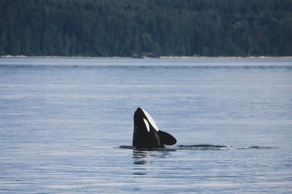 Whale watching in Victoria, BC