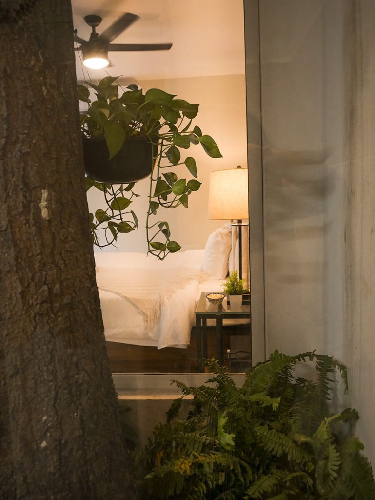 Bedroom in Casa Victoria Malecon, an adults-only guesthouse in Puerto Vallarta, Mexico. On the left, there is a large mango tree, which was planted before it was renovated as a guesthouse. The tree is behind windows. At a distance, there is a large, white, king-sized bed, and a side table with a lamp.