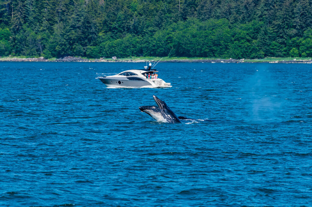 A humpback whale in Auke Bay, in Juneau Alaska. Behind the whale is a small boat going whale watching