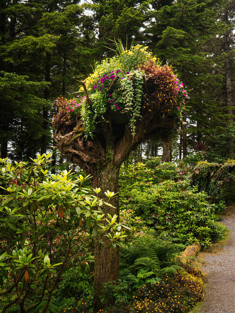 Colorful upside trees in the Glacier Gardens in Juneau, Alaska, located in the Tonass National Forest