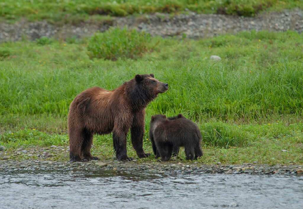A mom and baby bear near the water in Pack Creek, located 40 miles away from Juneau, Alaska