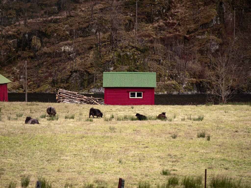 a red house with a green roof. Right next to it are a pile of logs of wood. In front of the house, there are 5 cows. This is located off the Mostraumen Strait in Norway